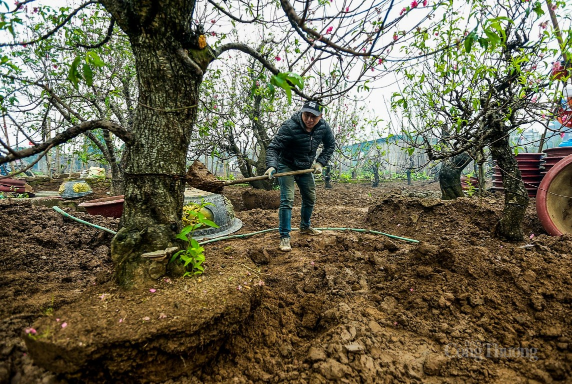 Sau Tết Nguyên đán, làng Nhật Tân tất bật ‘hồi sinh’ đào
