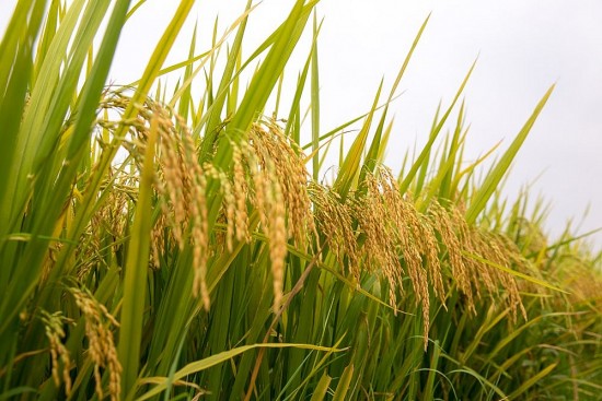 Giá lúa gạo hôm nay ngày 1/3: Giao dịch lúa mới nhiều, thị trường sôi động