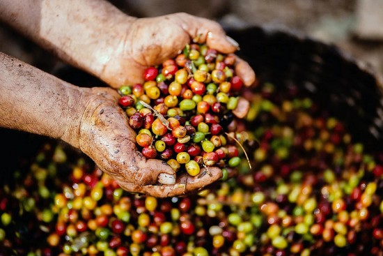 Giá cà phê hôm nay, 2/3/2024: Giá cà phê trong nước tiếp tục tăng