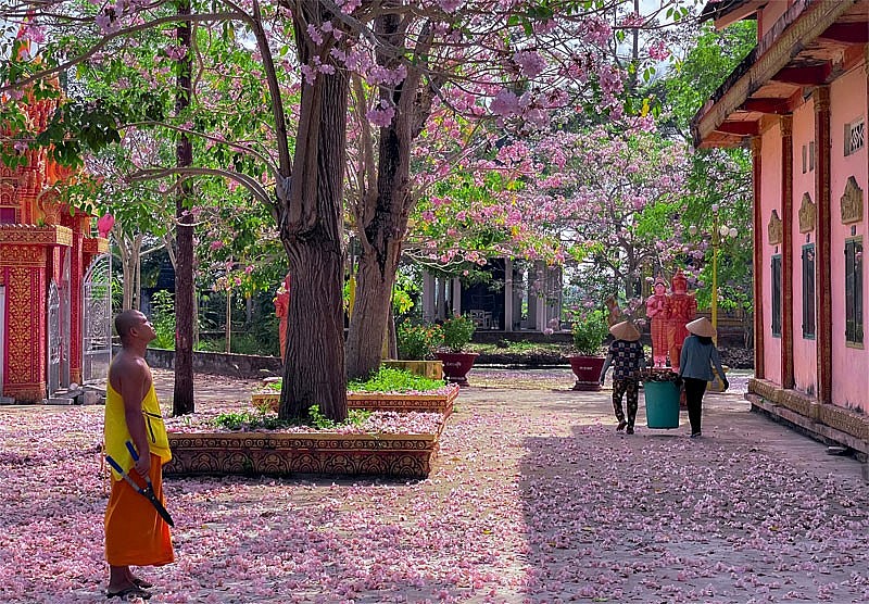 Sóc Trăng: Chiêm ngưỡng vẻ đẹp rực rỡ của vườn hoa kèn hồng số một Việt Nam