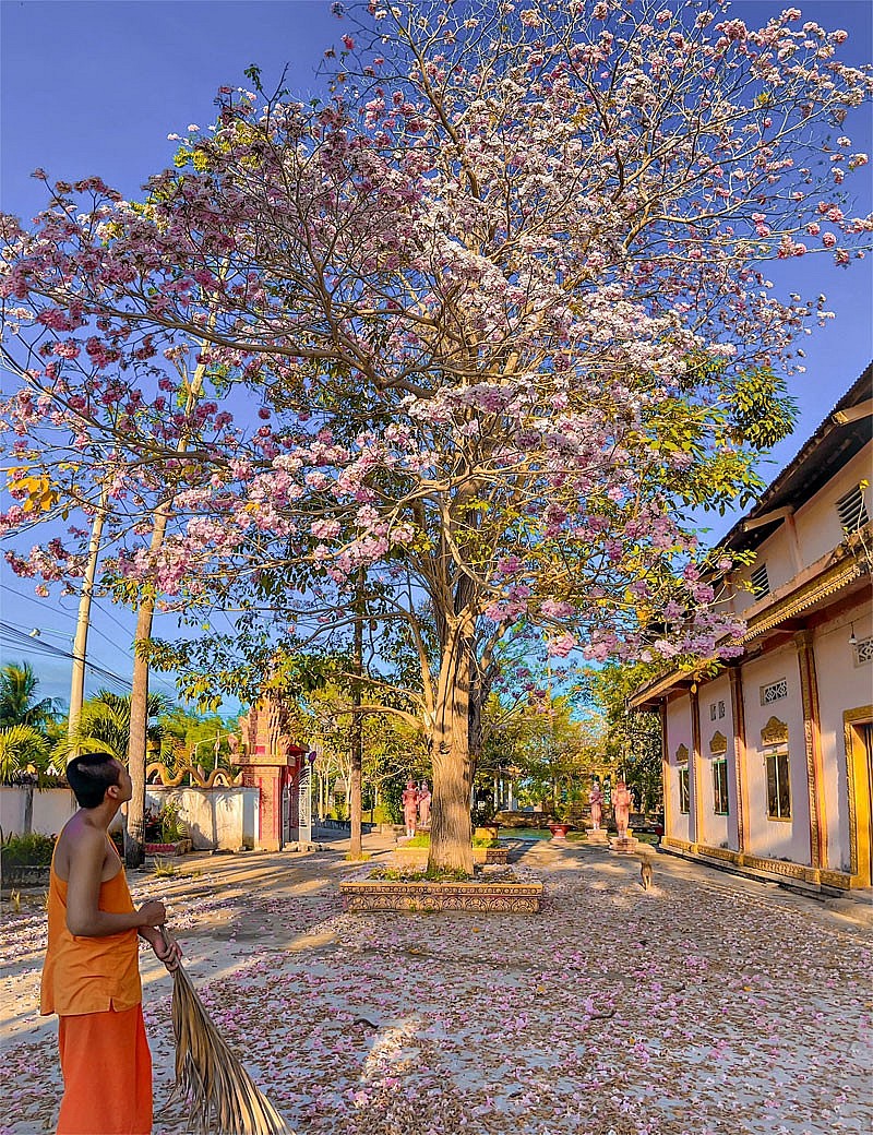 Sóc Trăng: Chiêm ngưỡng vẻ đẹp rực rỡ của vườn hoa kèn hồng số một Việt Nam