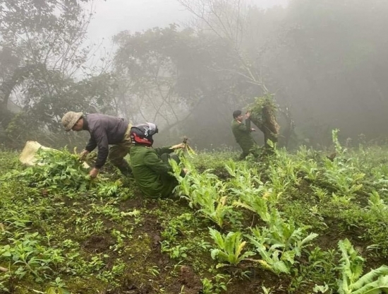 Lào Cai: Phát hiện hơn 500 cây thuốc phiện trồng giữa rừng sâu