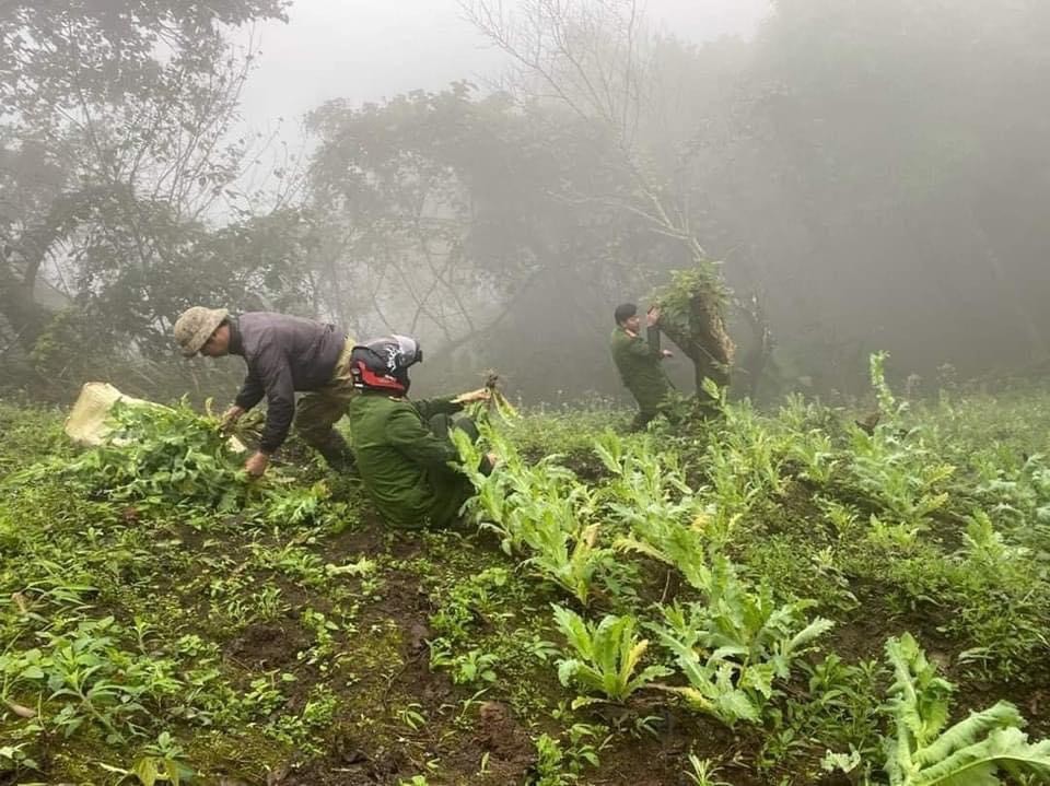 Lào Cai: Phát hiện hơn 500 cây thuốc phiện trồng giữa rừng sâu