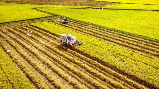 Nông dân vẫn lãi 60% dù giá lúa giảm