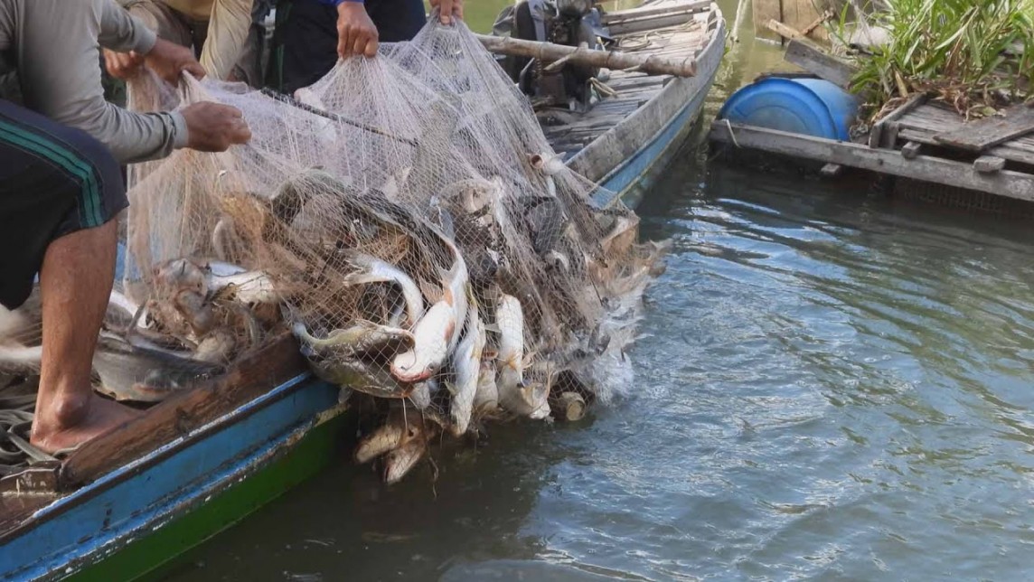 Nhiều loài cá trên sông Mê Kông đối mặt nguy cơ tuyệt chủng