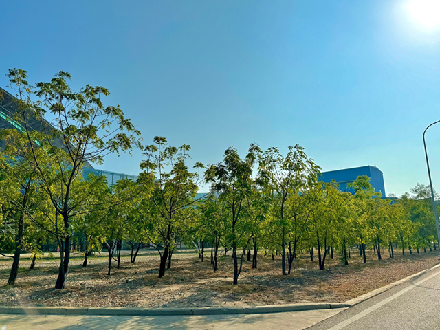 Nhiệt điện Vĩnh Tân 4 phát động trồng nhiều cây xanh tại nhà máy