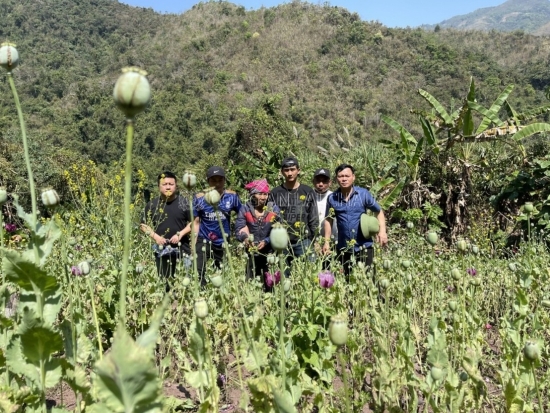 Lai Châu: Phát hiện, triệt phá hơn 3.200 cây thuốc phiện giữa rừng sâu trên địa bàn huyện Mường Tè