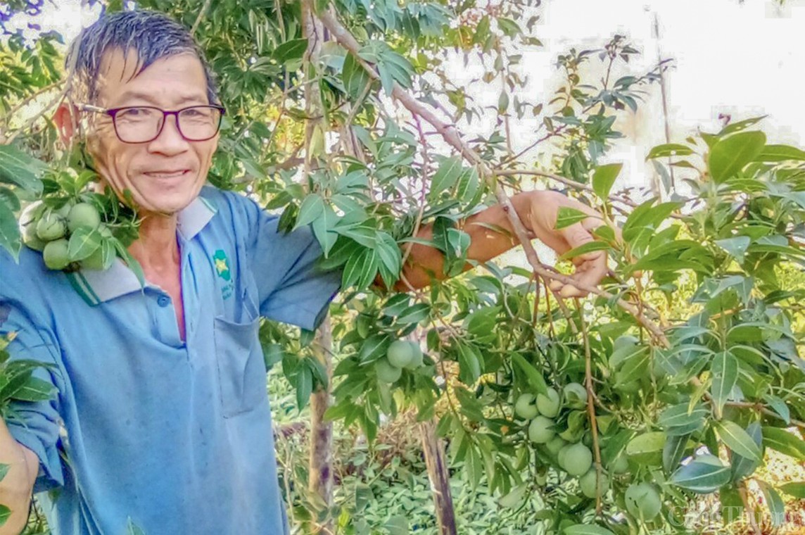 Vĩnh Long: Óng ánh sắc thanh trà đầu vụ - trái cây đặc sản miền Tây