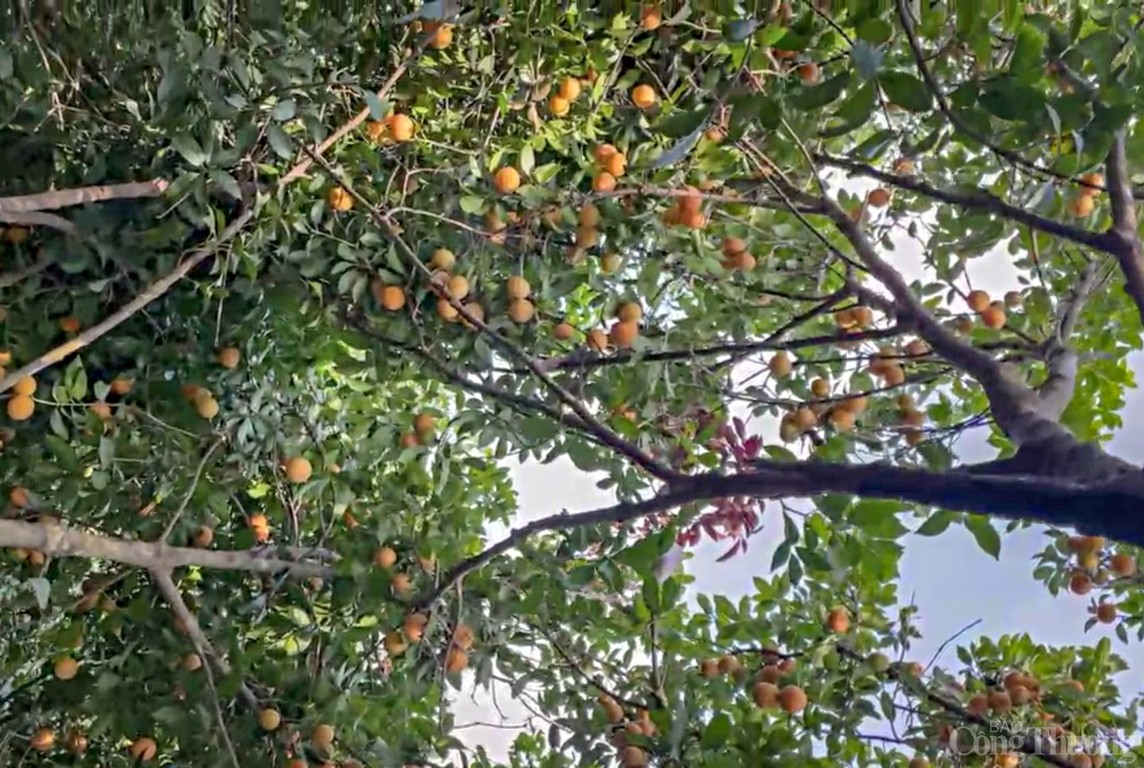 Vĩnh Long: Óng ánh sắc thanh trà đầu vụ - trái cây đặc sản miền Tây