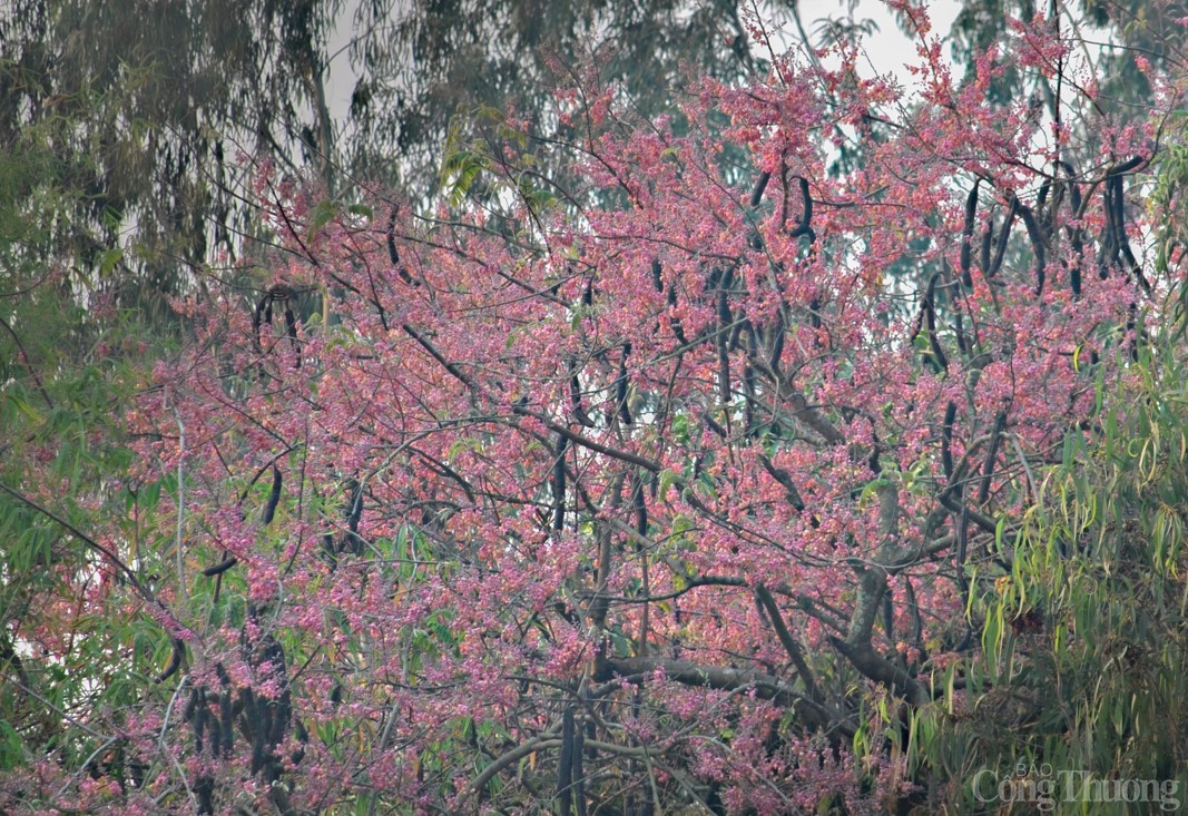 Say đắm mùa hoa ô môi ở miền Tây Nam Bộ