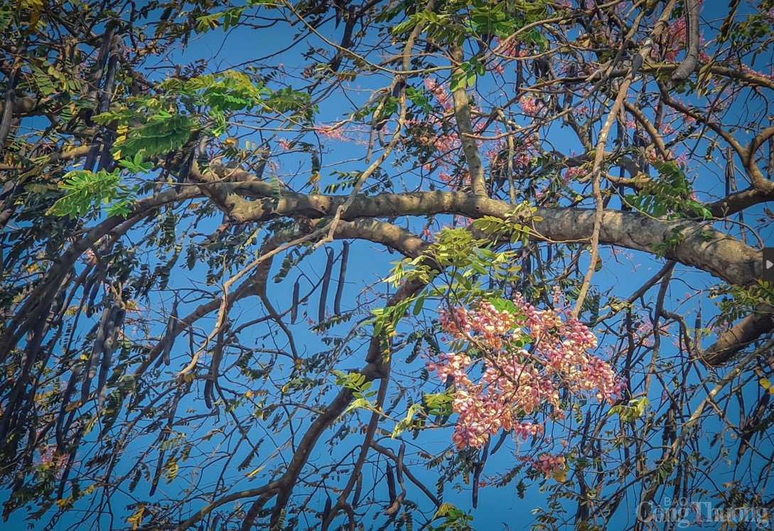 Say đắm mùa hoa ô môi ở miền Tây Nam Bộ