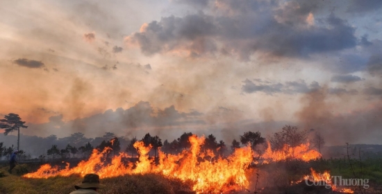Lâm Đồng: Cháy rừng tại TP. Bảo Lộc, hàng trăm cây thông bị thiêu rụi