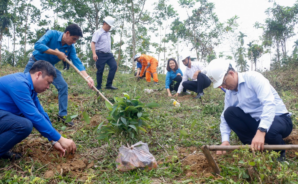 EVNCPC và PC Quảng Nam hỗ trợ 3.000 cây Quế Nam trồng cây gây rừng