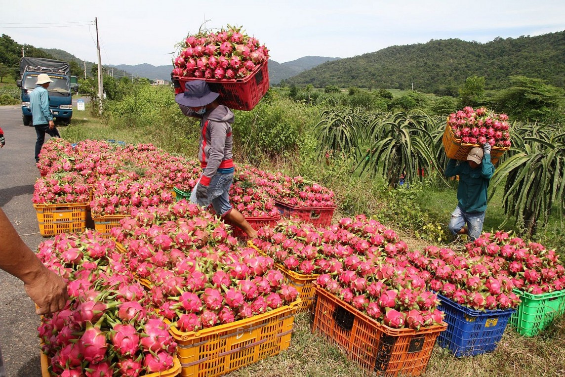 Việt Nam xuất khẩu 297,7 triệu USD rau quả sang ASEAN, tập trung vào 4 thị trường chính là Thái Lan, Malaysia, Singapore và Lào