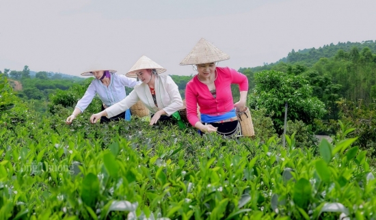 Hà Nội: Nâng cao giá trị cây chè giúp đồng bào Mường ở Ba Trại xóa đói giảm nghèo