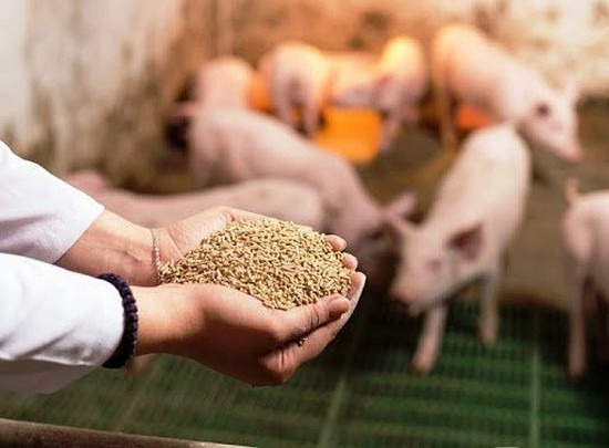 2 tháng đầu năm Việt Nam nhập khẩu thức ăn chăn nuôi gia súc ở các thị trường nào?