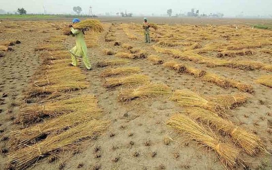 Các hạn chế xuất khẩu gạo của Ấn Độ tiếp tục làm gián đoạn thị trường toàn cầu
