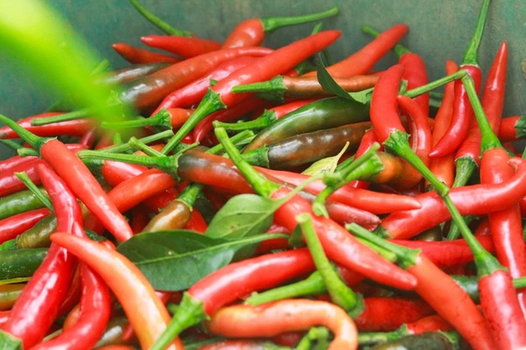 Trung Quốc - thị trường xuất khẩu ớt lớn nhất của Việt Nam