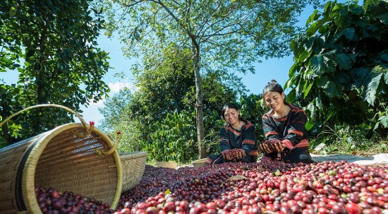 Doanh nghiệp xuất khẩu lao đao khi giá cà phê tăng, Hiệp hội cà phê khuyến cáo gì?