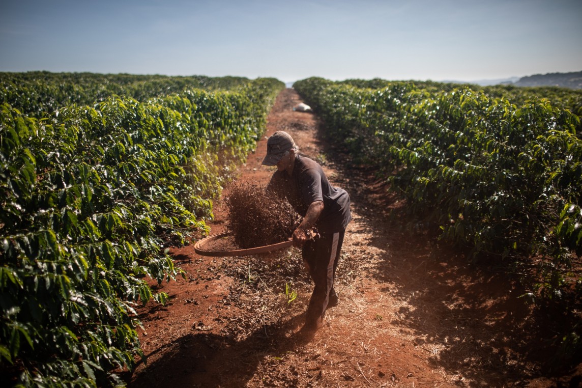 Giá cà phê toàn cầu chưa hạ nhiệt, chuyên gia dự báo sản lượng cà phê Brazil tăng liên tục đến 2025