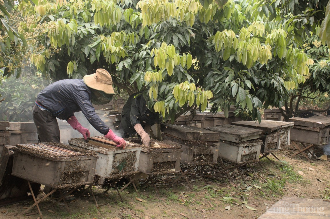 Về Thanh Hà xem nông dân thu hoạch mật ong hoa vải xuất khẩu sang Mỹ