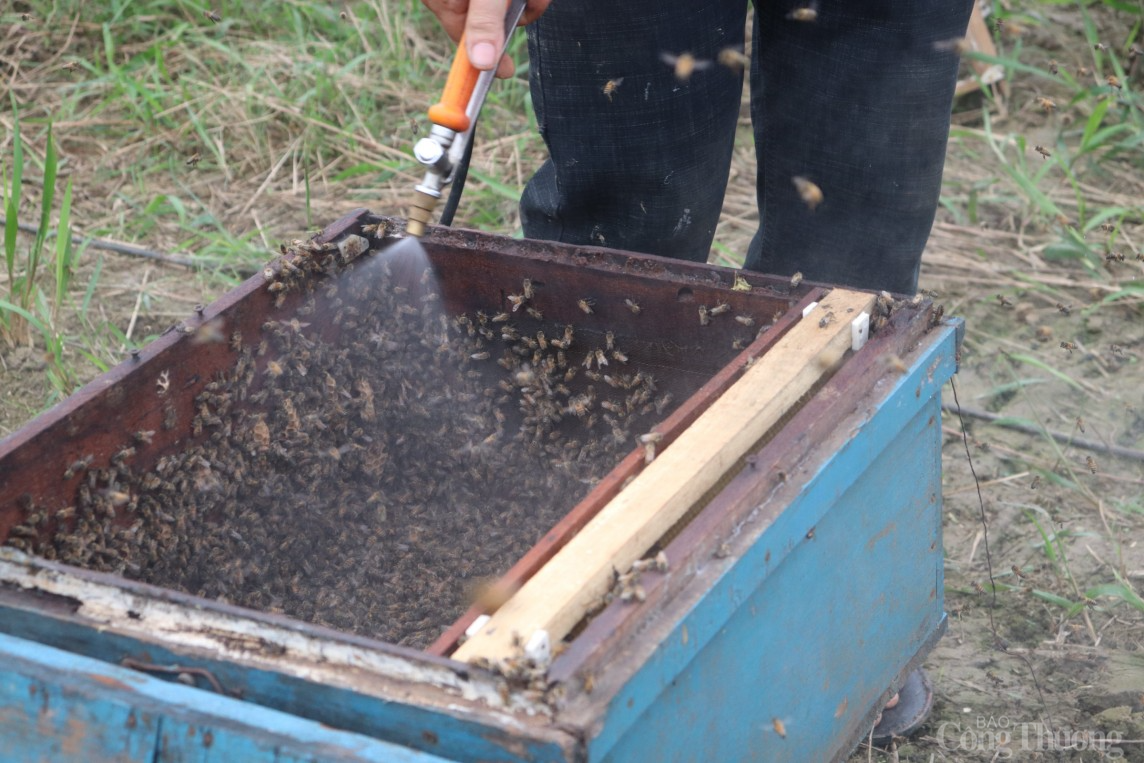 Hải Dương: Nhộn nhịp mùa thu hoạch mật ong vải Thanh Hà