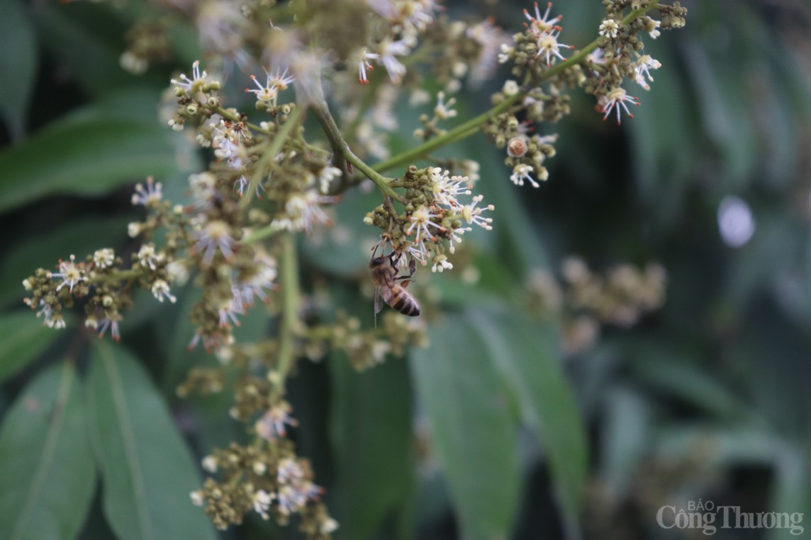 Hải Dương: Nhộn nhịp mùa thu hoạch mật ong vải Thanh Hà