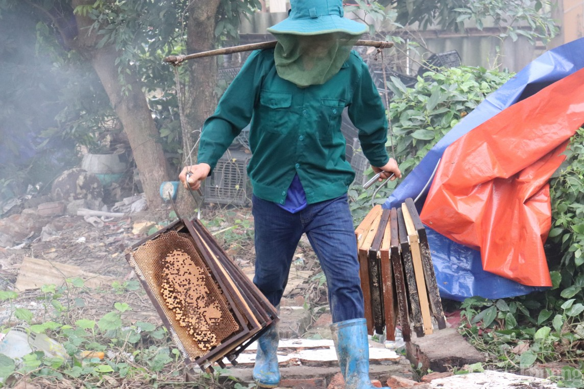 Về Thanh Hà xem nông dân thu hoạch mật ong hoa vải xuất khẩu sang Mỹ