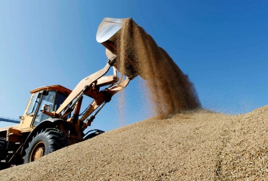 Nhập khẩu lúa mì từ Brazil tăng mạnh gần 93%