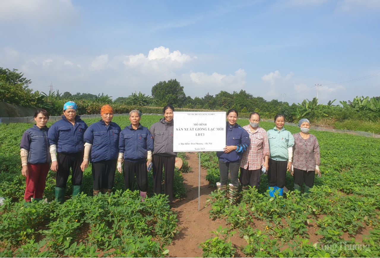 Viện Nghiên cứu Dầu và Cây có dầu: Nghiên cứu chọn tạo giống lạc có hàm lượng dầu cao