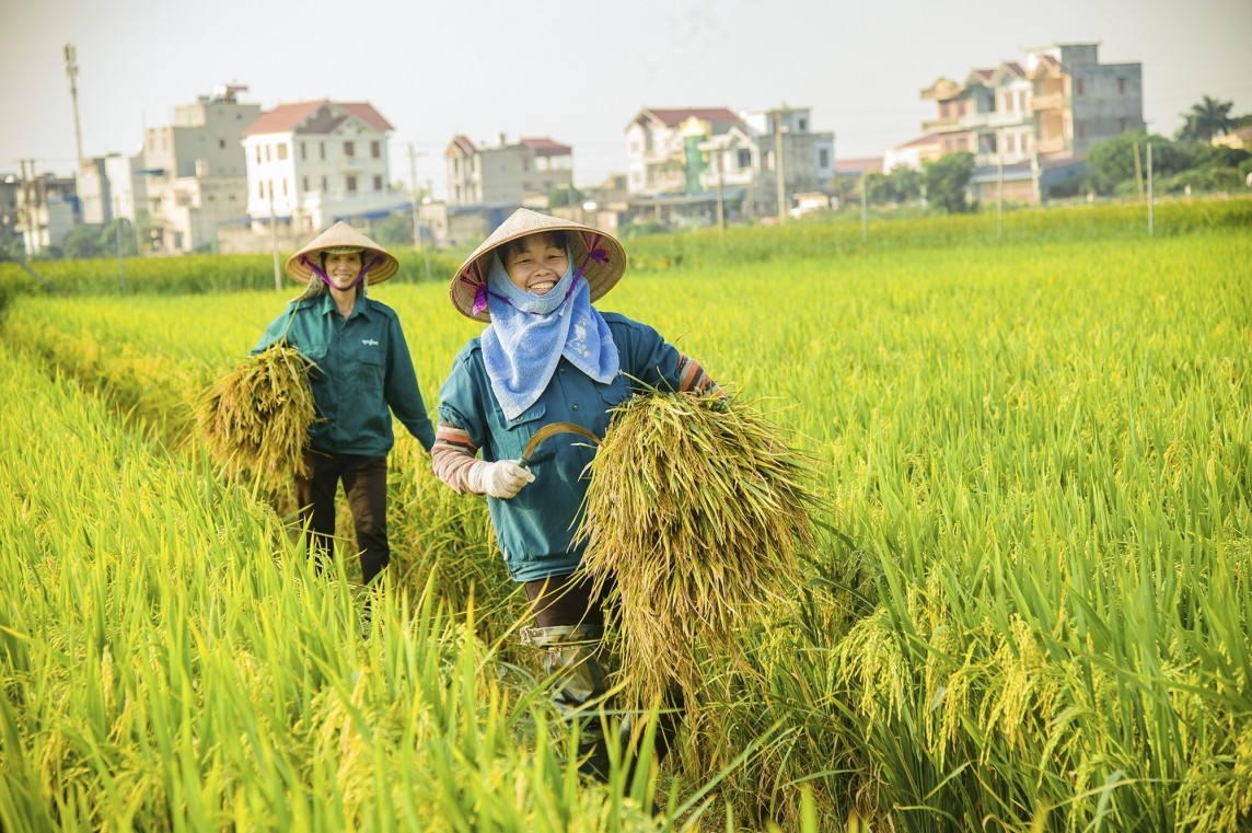Với nhiều lợi thế, xuất khẩu gạo Việt sang Philippines sẽ tiếp tục khởi sắc
