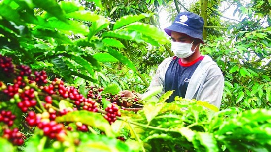 Tình trạng khan hàng tại Việt Nam đẩy giá cà phê xuất khẩu tăng cao
