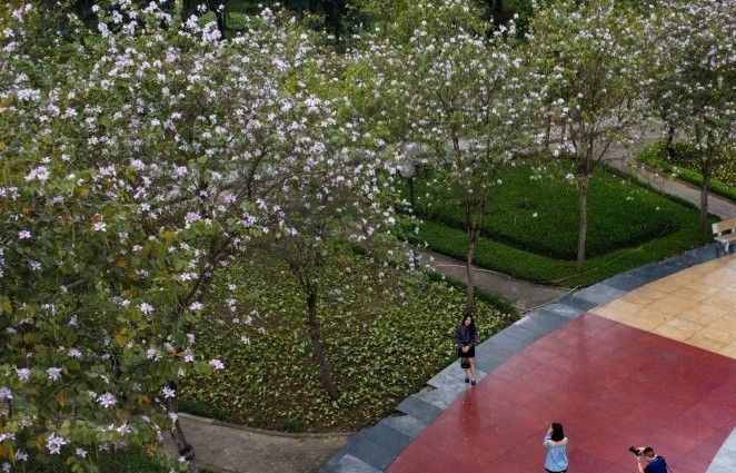 Hoa ban nở rộ phủ tím góc công viên ở Hà Nội