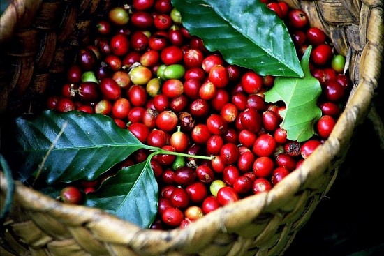 Tồn kho cà phê ở mức thấp tiếp tục đẩy giá cà phê xuất khẩu tăng