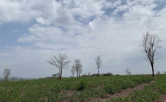 Đắk Lắk: Gần 400ha rừng bị suy giảm tại Trung tâm Bảo tồn Voi