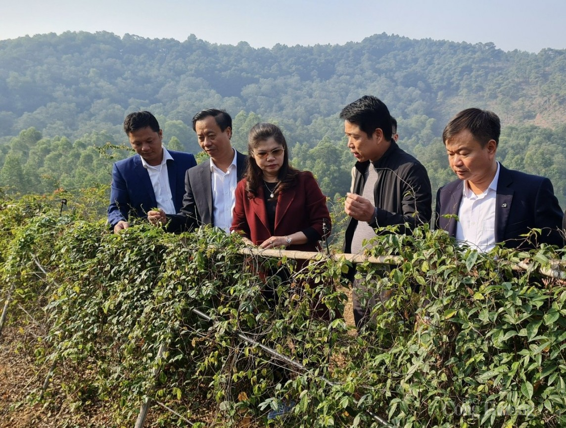 Bắc Giang: Sâm Nam núi Dành được phân phối độc quyền tại thị trường Hoa Kỳ