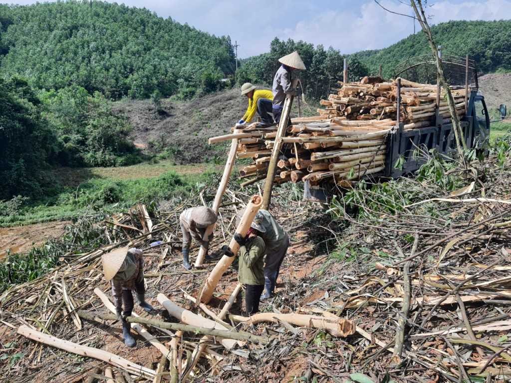Quảng Ninh: Phát triển kinh tế, khai thác các sản phẩm từ rừng