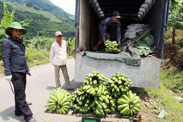 Lào Cai: Phát triển và thu hút đầu tư chế biến sâu các sản phẩm từ chuối, dứa, quả ôn đới