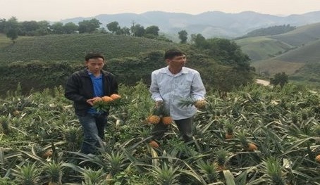 Lào Cai: Thu hút đầu tư vào lĩnh vực chế biến sâu nông sản chủ lực