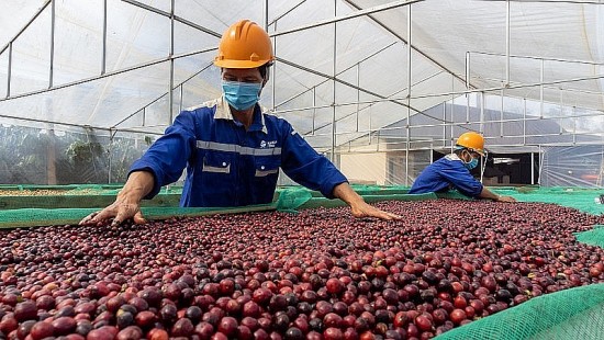Thắt chặt nguồn cung, giá cà phê xuất khẩu biến động