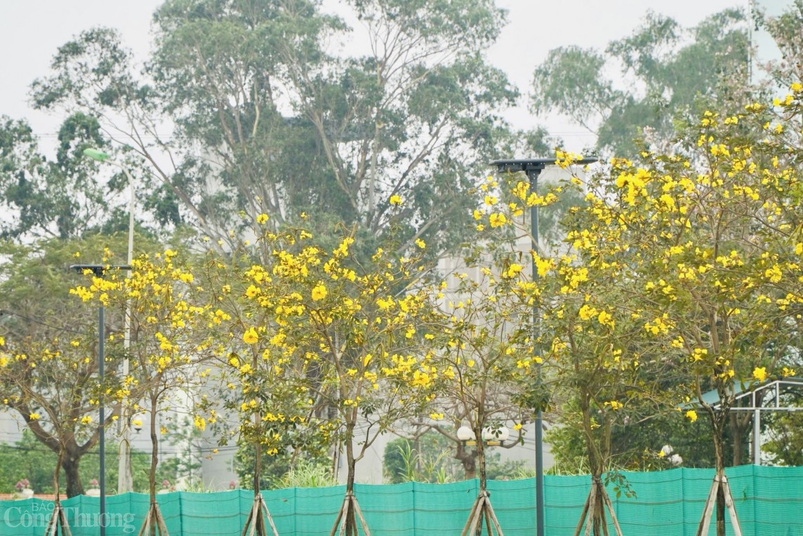 Hà Nội: Hoa phong linh nở rực sắc vàng