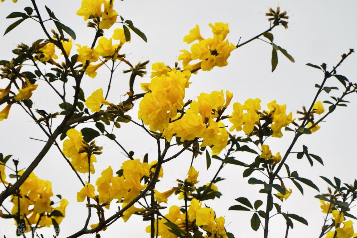 Hà Nội: Hoa phong linh nở rực sắc vàng