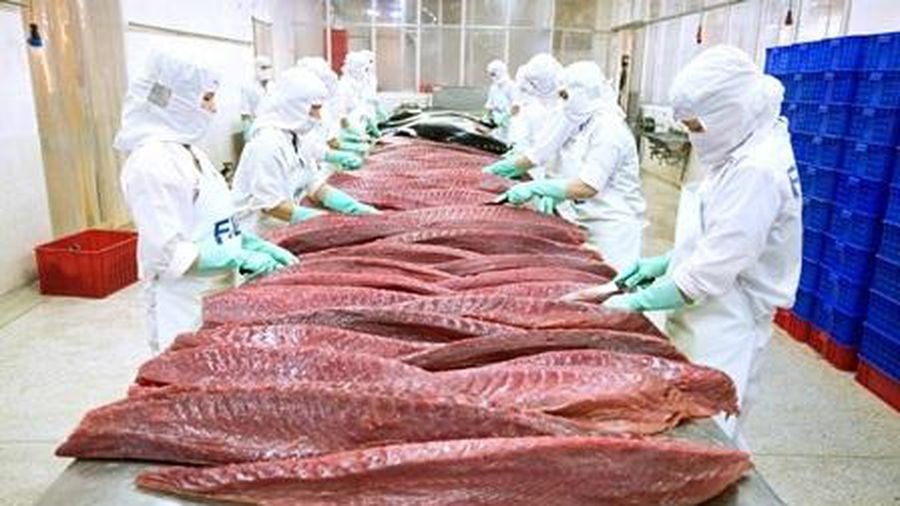 Xuất khẩu tuần từ 1-7/4: Sản phẩm cá ngừ được xuất khẩu sang 80 thị trường; xuất khẩu hạt điều tăng vọt