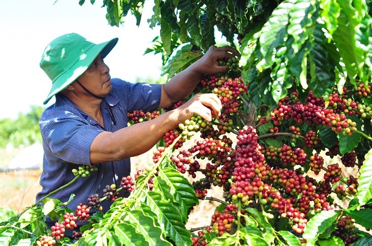 Lo ngại tình trạng hạn hán khiến giá cà phê xuất khẩu tăng mạnh