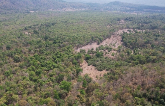 Bình Thuận cảnh báo nguy cơ cháy rừng cấp cực kỳ nguy hiểm