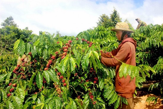 Quý I/2024, lượng cà phê xuất khẩu của Việt Nam đạt hơn 585.000 tấn