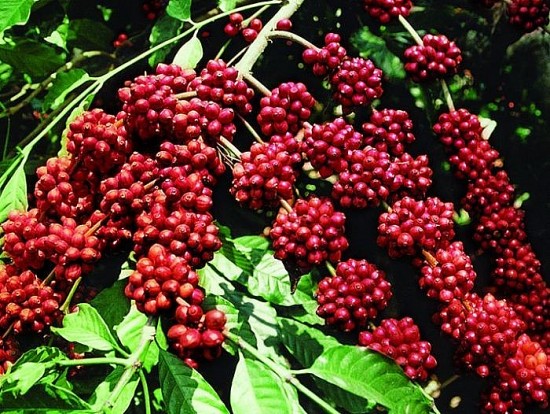 Khô hạn đẩy giá cà phê trong nước vượt mốc 105.000 đồng/kg