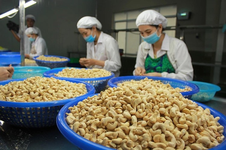 Mỹ tiếp tục là thị trường xuất khẩu hạt điều lớn nhất của Việt Nam