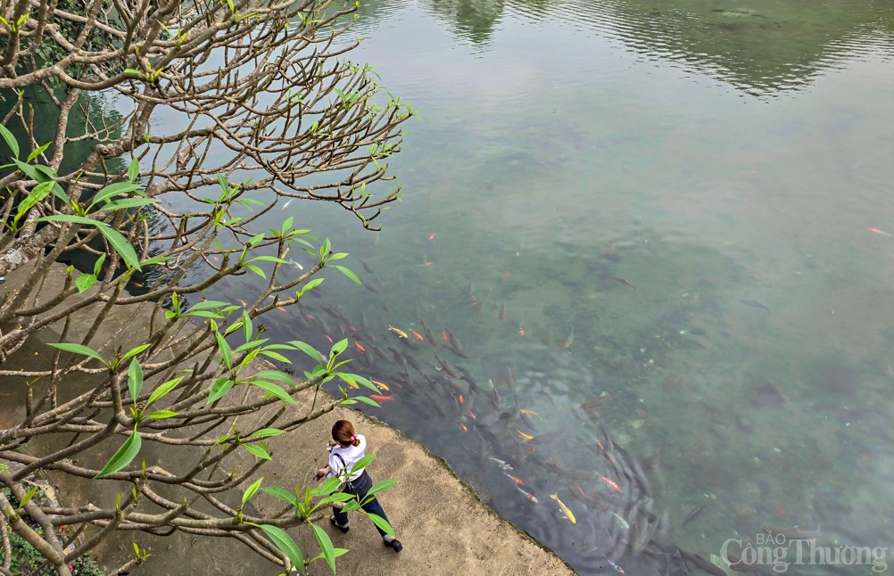 Thanh Hóa: Mướt mắt với đàn “cá thần” hàng nghìn con bên đền Nước