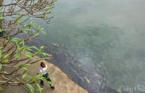 Thanh Hóa: Mướt mắt với đàn “cá thần” hàng nghìn con bên đền Nước